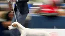 Seekor anjing pemburu Inggris berkompetisi dalam European Dog Show 2021 di Budapest, Hungaria, 28 Desember 2021. European Dog Show 2021 berlangsung pada 28-31 Desember. (ATTILA KISBENEDEK/AFP)