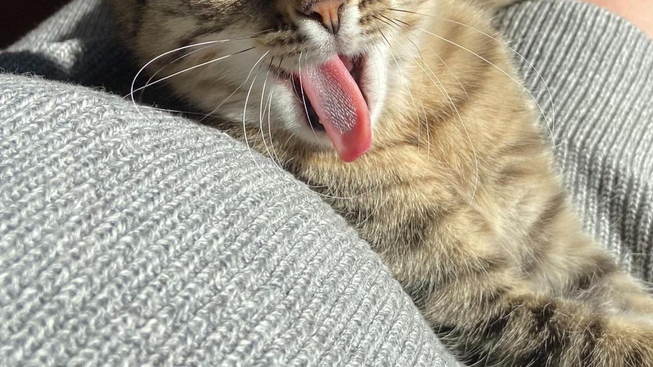 Jadi, jangan ragu untuk tetap memelihara kucing kesayangan selama masa kehamilan asalkan tetap memperhatikan aspek-aspek kesehatan yang telah dijelaskan.