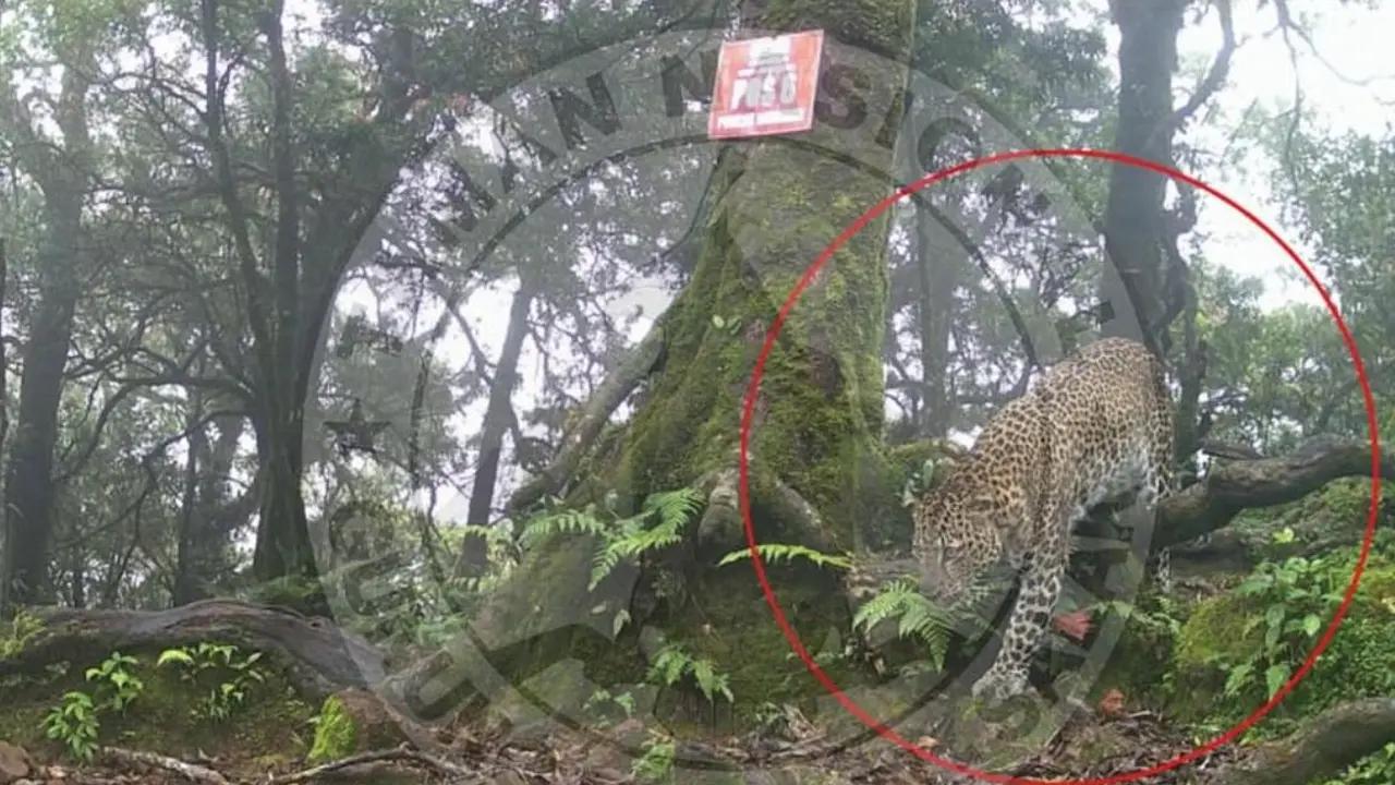 Saat Macan Tutul Jawa Tertangkap Kamera di Gunung Salak