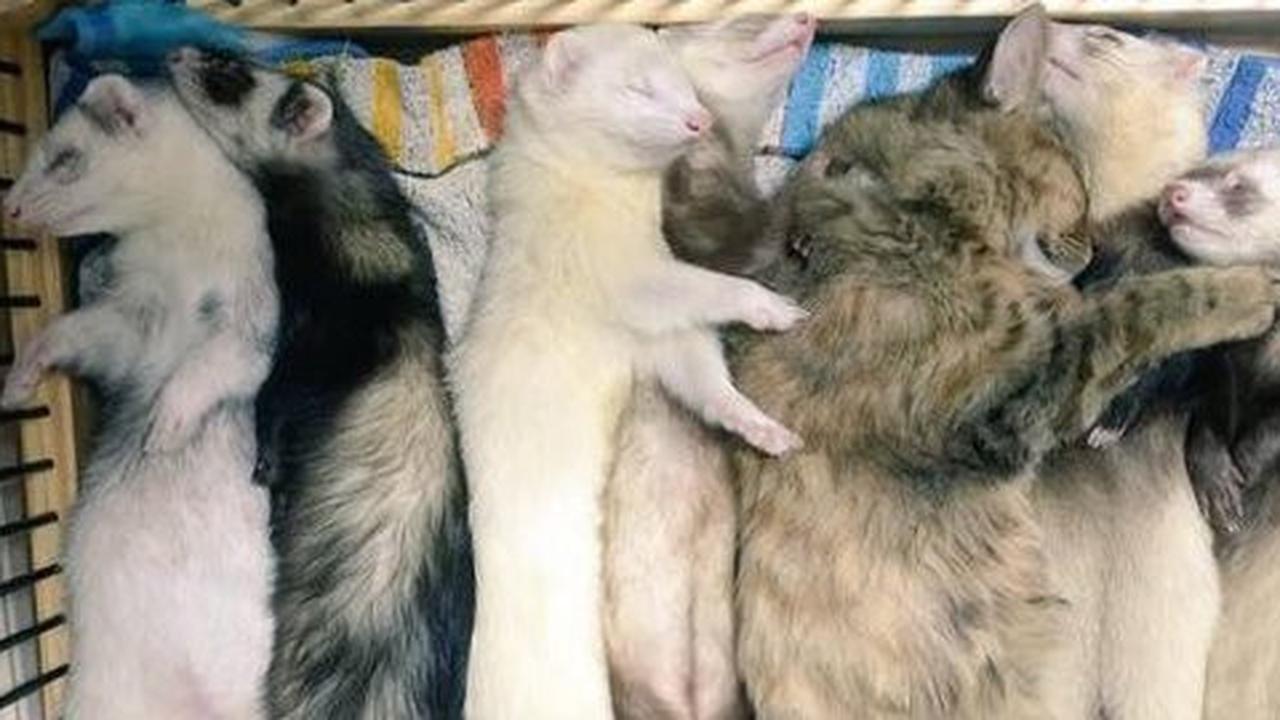 Hidup dengan keluarga musang, kucing ini jadi lupa kodrat