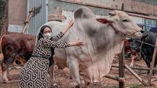 Menyambut Idul Adha 2022, Ria Ricis membagikan momen seru dirinya saat hunting hewan kurban. Baru-baru ini, Ria Ricis memperlihatkan potret sapi kurbannya yang bernama Senopati berwarna putih. (Instagram/riaricis1795)