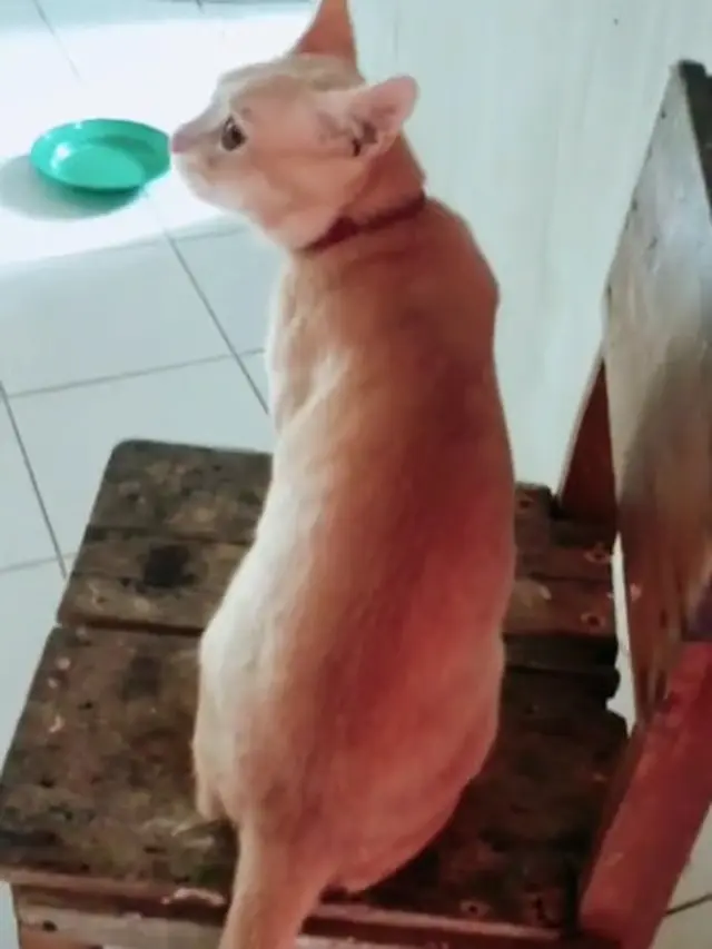 Kucing Oranye Dikenal Barbar, Begini Aksi Lucunya Saat Menangkap Tokek
