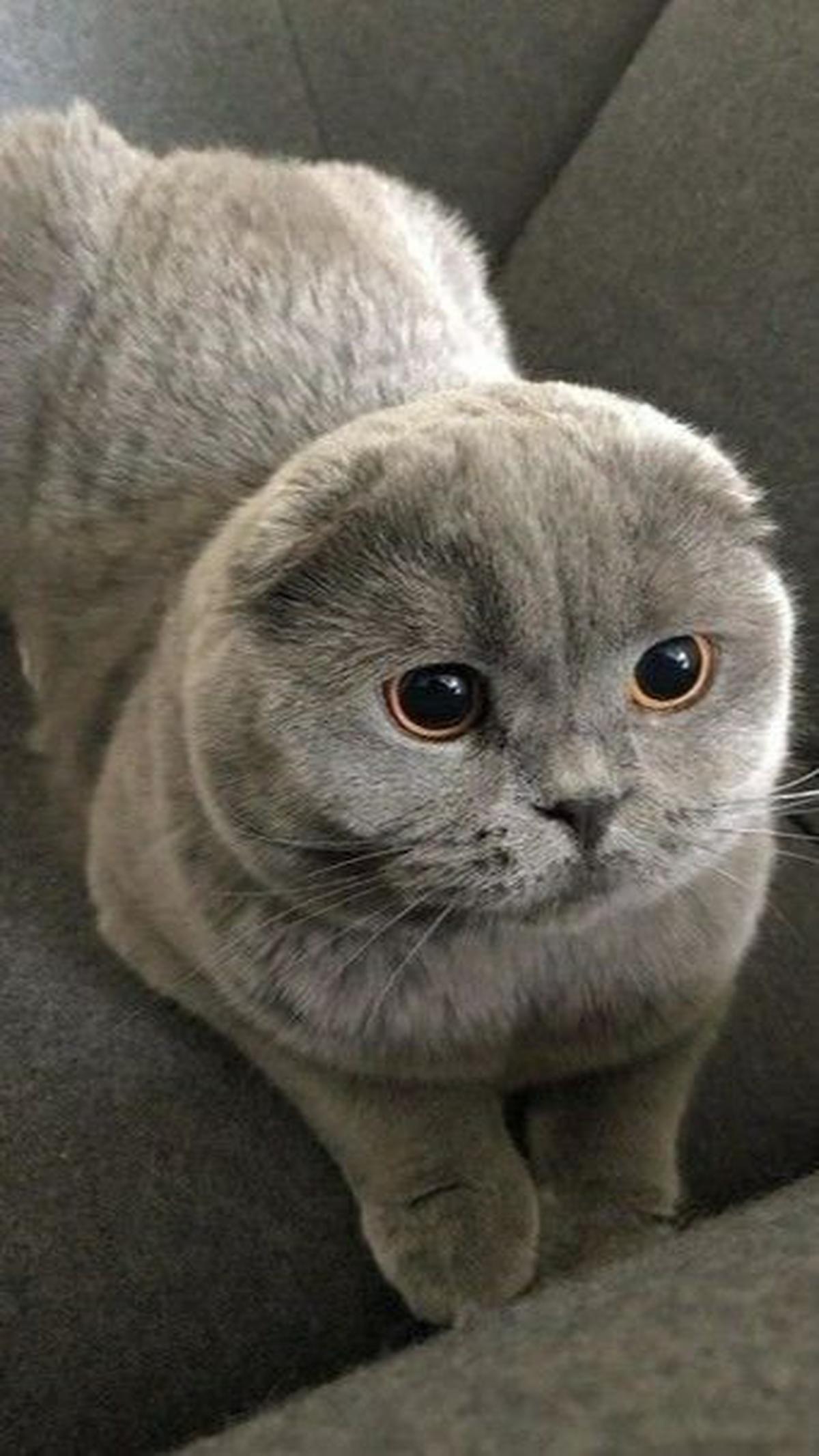 <b>Scottish Fold</b>