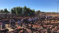Suasana pengelolaan ternak dengan menempatkan kesejahteraan ternak sebagai hal utama agar produktivitas tinggi di Australia. (foto : Liputan6.com / aviola putri / edhie prayitno ige)
