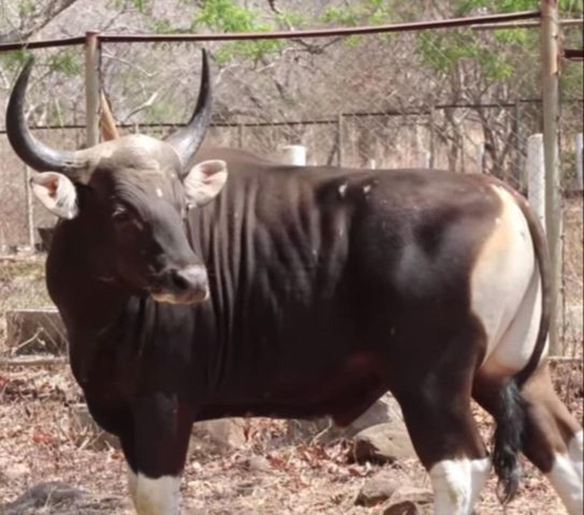 Dimas merupakan anak dari indukan betina bernama Dini dan indukan jantan bernama Matos. Dimas bakal jadi indukan untuk pengembangbiakan banteng di Suaka Satwa Banteng.