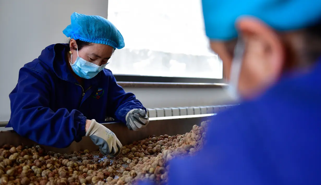 Petugas medis memilih bahan-bahan untuk membuat obat di rumah sakit pengobatan Tibet tingkat provinsi di Xining, Provinsi Qinghai, China barat laut, Rabu (26/2/2020). Rumah sakit tersebut telah memproduksi serangkaian obat antivirus yang menggunakan resep pengobatan Tibet. (Xinhua/Zhang Long)