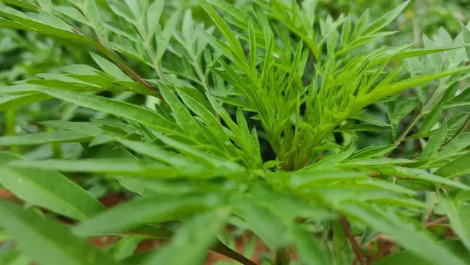 Daun Kenikir (Credit: Isaac Caires/Pexels).