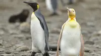Penguin Kuning (Sumber: Instagram/yves_adams)