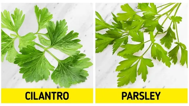 Serupa Tapi Tak Sama, 9 Makanan Ini Sering Disalahartikan