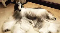 Anjing dengan harga perawatan yang fantastis (bored Panda)