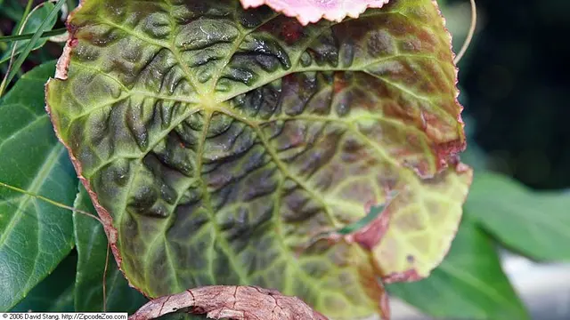 Begonia Goegoensis