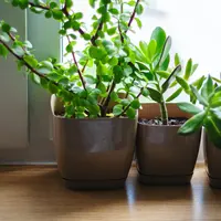 Hobi koleksi tanaman hias? Intip 5 tanaman yang dapat membawa hoki menurut ahli Feng Shui. (Foto: Unsplash - Alena Ganzela)