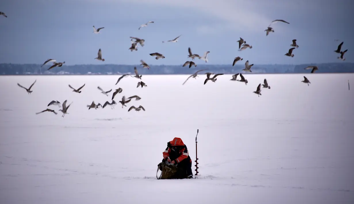 Seorang pria dikelilingi kawanan burung camar ketika memancing di tengah laut Bothnia yang membeku di Vaasa, Finlandia, Rabu (27/12). Selain suhu ekstrem, pemancing dapat melakukan aksinya di tengah laut dengan berjalan kaki. (OLIVIER MORIN / AFP)