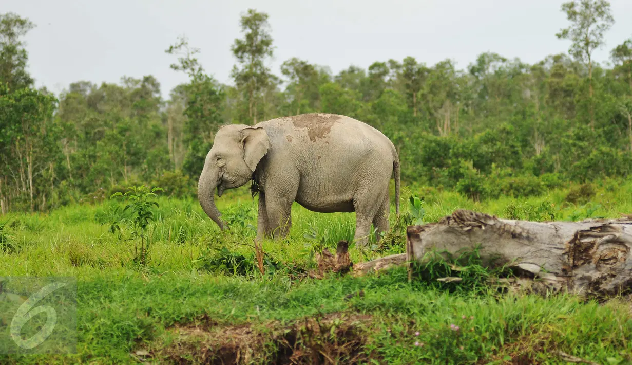 Gajah Sumatera sedang mencari makan di Sebokor, Ogan Komering Ilir, Sumatra Selatan, (25/3). Selain masuk daftar merah spesies yang terancam punah, Gajah Sumatra juga masuk dalam satwa dilindungi menurut UU No 5 Tahun 1990. (Liputan6.com/Gempur M Surya)