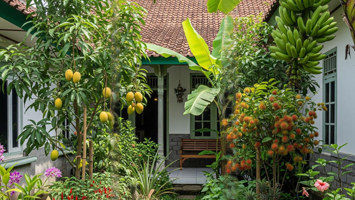 6 Investasi Tanaman Buah yang Menguntungkan, Peluang Bisnis Prospek Cerah