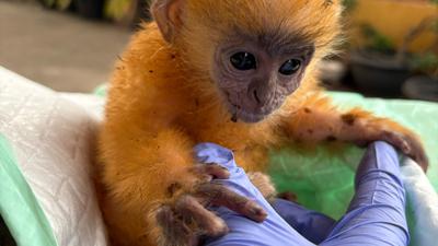 Anakan Lutung Langka Kelabu Ditemukan Sendirian di Kebun