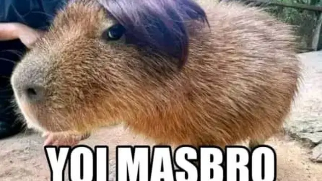 7 Meme Kocak Hewan Kapibara yang Dijuluki Mas Bro oleh Netizen Ini Imut Saat Cosplay