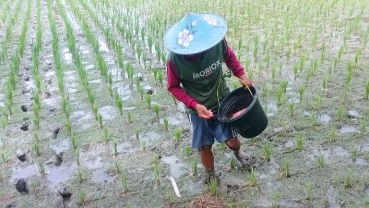 Pupuk Subsidi Lebak 2026 Dipastikan Cukup, Petani Sambut Penurunan Harga