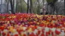 Orang-orang mengambil foto di ladang bunga tulip yang sedang mekar di Taman Emirgan di Istanbul, sehari sebelum lockdown penuh, Rabu (28/4/2021). Turki akan memberlakukan lockdown penuh selama tiga minggu dari 29 April hingga 17 Mei 2021 untuk membendung penyebaran COVID-19. (AP Photo/Emrah Gurel)