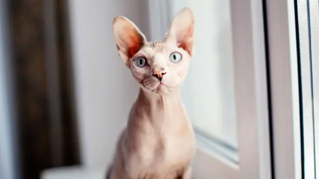 Jenis Kucing yang Rentan Terkena Solar Dermatitis