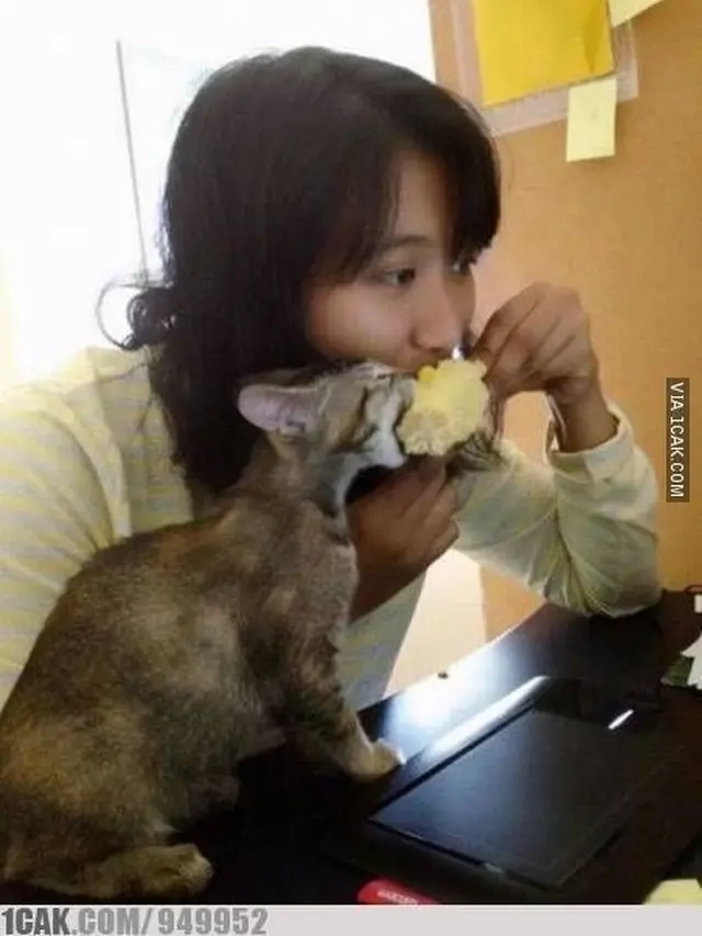 6 Potret Lucu Kucing Rebut Makanan Majikan Ini Kocak Banget