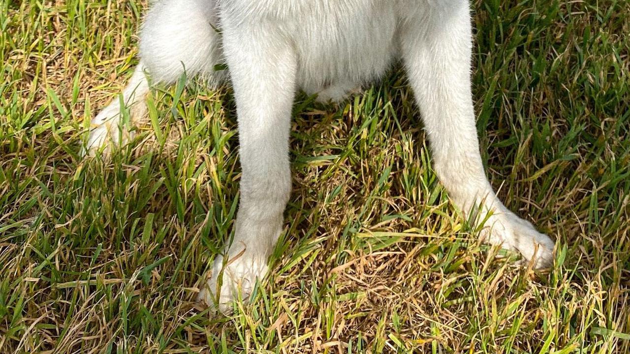 9. Anjing<br>