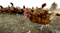 Pria Frustrasi, 7 Ekor Ayam 'Serbu' Kantor Pajak