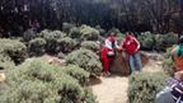 Kebun edelwis Gunung Papandayan tengah digunakan pengunjung