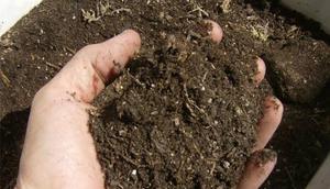 Ilustrasi Pupuk Organik (Istimewa)