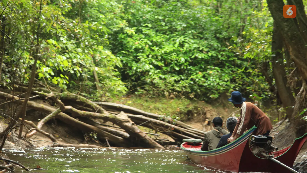 Hutan Rawa Gambut