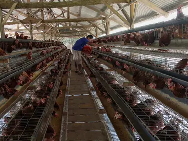 Peternak mengambil telur ayam ras pada sebuah peternakan ayam di kawasan Gunung Sindur, Bogor, Jawa Barat, Kamis  (09/07/2026).