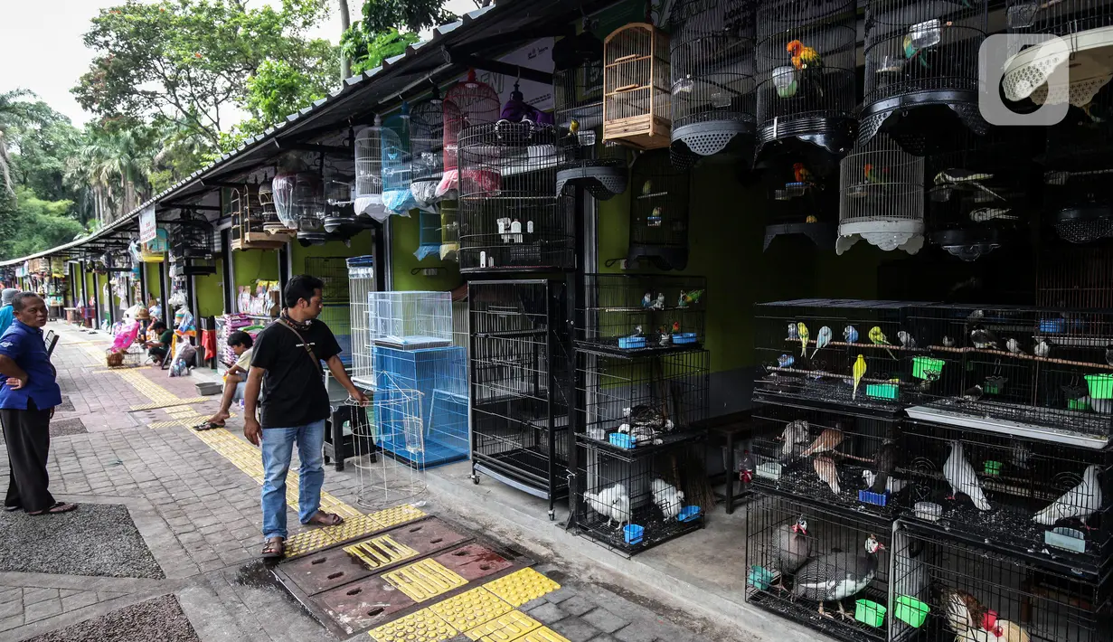Suasana pedagang saat menunggu pembeli di pasar hewan Barito, Kebayoran Lama, Jakarta, Selasa (25/10/2022). Sebanyak 85 kios kini telah memiliki 'wajah baru' dengan tempat yang higienis, mengutamakan estetika, dan suasana tenang sehingga para pembeli maupun penjual bisa merasa nyaman saat melakukan transaksi. (Liputan6.com/Johan Tallo)