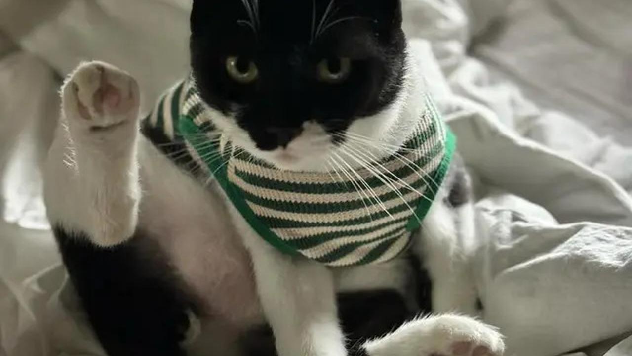 Foto-Foto Kucing Nirina Zubir, Banyak yang Diselamatkan dari Jalanan