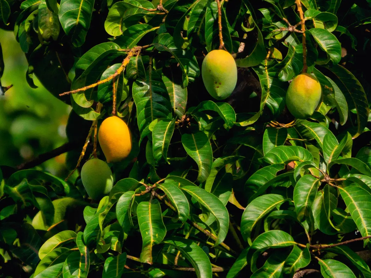 7 Mimpi Memetik Buah Mangga Yang Sering Berkaitan Dengan Kehidupan -  Lifestyle Fimela.com
