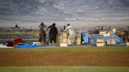 Petani bekerja di perkebunan anggur saat membuat kismis di Kandahar, Afghanistan, 6 September 2021. (JAVED TANVEER/AFP)