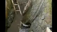 VIDEO: Ular Piton 7 Meter Masuk Permukiman Usai Banjir Cirebon