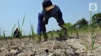 Sari (60) menanam padi pada area persawahan kering di Desa Muara Bakti, Kampung Muara Sepak, Babelan, Bekasi, Jawa Barat, Selasa (5/9/2023). (merdeka.com/Imam Buhori)