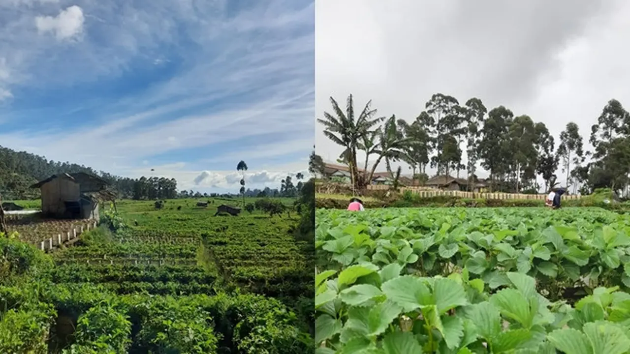 Desa Wisata Alamendah
