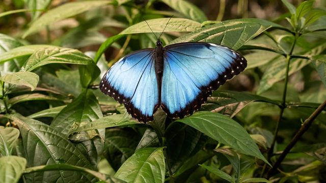 Morpho Butterfly
