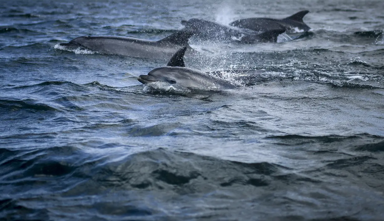 Lumba-lumba berenang di Tagus melewati perahu pengamat spesies laut di lepas pantai Lisbon, Portugal pada 7 Agustus 2021. Sejak adanya pembatasan aktivitas warga akibat pandemi covid-19 (lockdown), lumba-lumba telah kembali ke muara Tagus. (PATRICIA DE MELO MOREIRA / AFP)