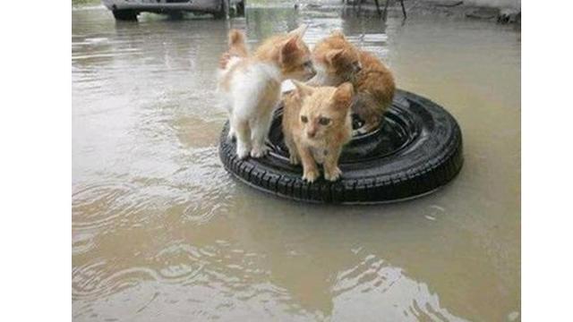 Foto 5 Kucing Menyelamatkan Diri dari Banjir Ini Bikin Terenyuh