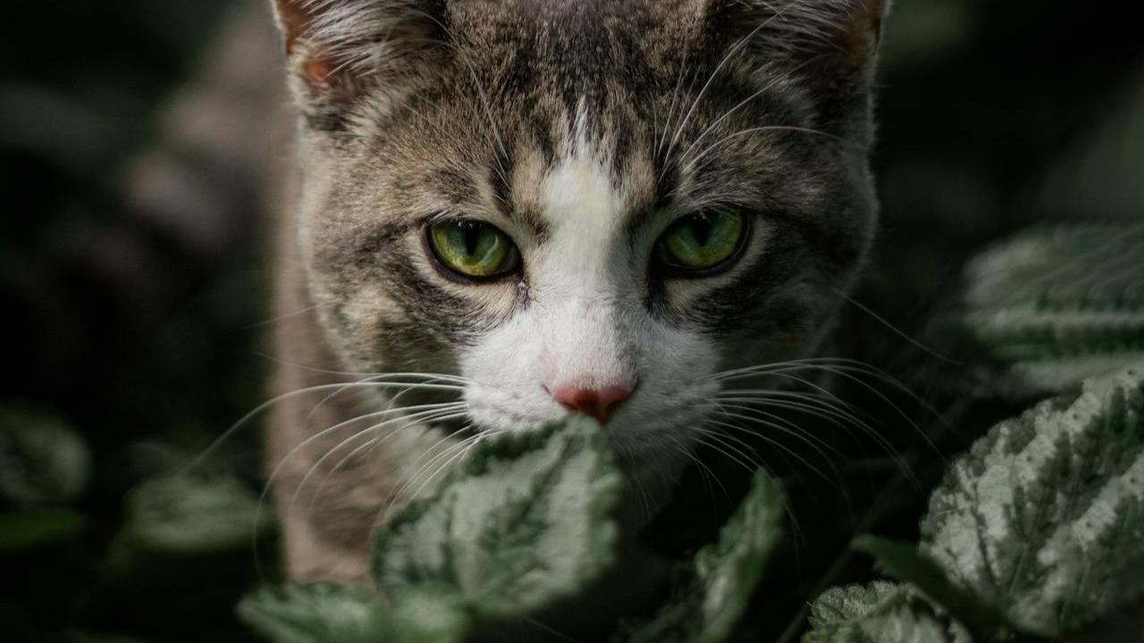 Kucing Berburu