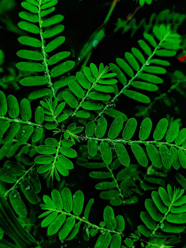 Daun Meniran