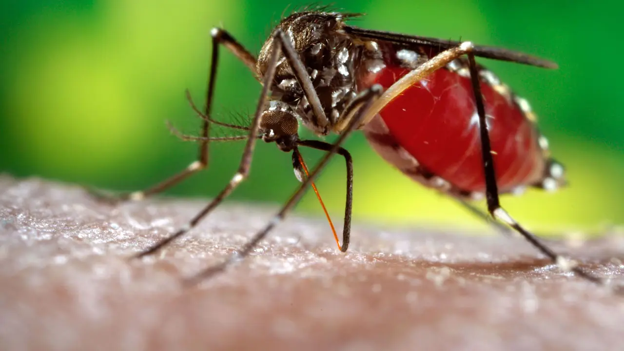 JK: Bagikan Sekop Gratis Untuk Cegah DBD dan Malaria