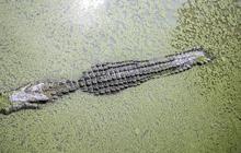 Momen Mengerikan Seorang Ibu Diterkam Buaya saat Cuci Kepiting di Pinggir Sungai Agimuga Hingga Kini Hilang