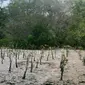 Dalam upaya melestarikan lingkungan, Akulaku Group menanamkan sebanyak 1.001 bibit mangrove di Teluk Benoa, Kabupaten Badung, Bali dalam kampanye yang bertajuk #AkuHijaukanIndonesia. (Ist)