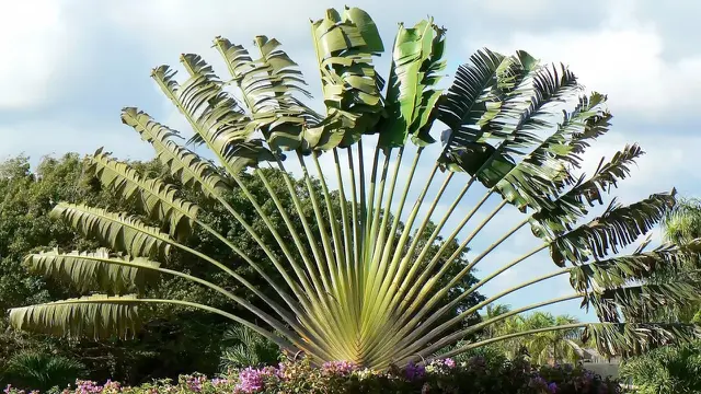Pisang Kipas (Ravenala Madagascariensis)