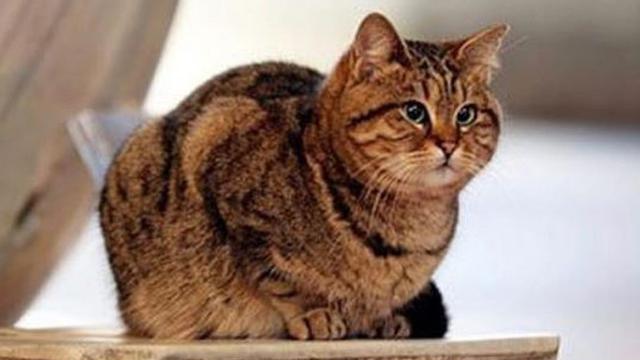 Kenalkan Gli Kucing Penghuni Hagia Sophia Selama 17 Tahun Citizen6 Liputan6 Com