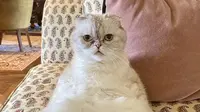 Kucing Taylor Swift bernama Olivia Benson yang merupakan hewan peliharaan terkaya ketiga di dunia (Sumber: Instagram @taylorswift)