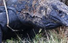 Populasi Komodo di Taman Nasional Komodo Capai 3.156 ekor, Sempat Menurun 100 Tahun 2022